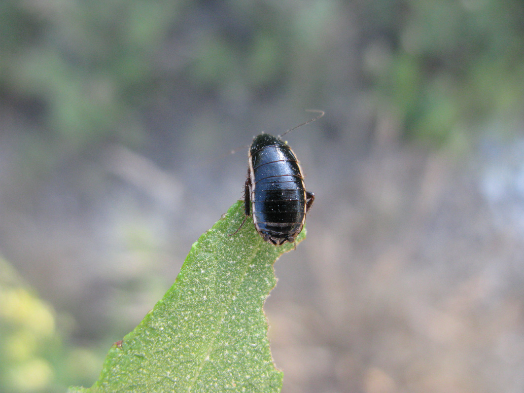 Loboptera decipiens (Germar 1817)